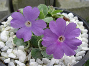 Primula marginata 'Napoleon'